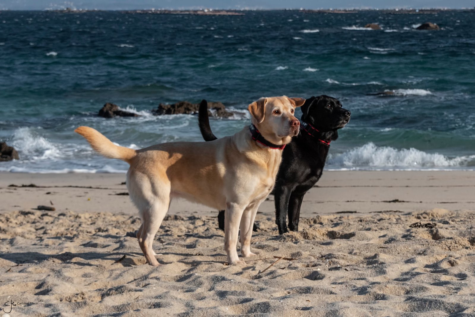 Foto de perros en la playa